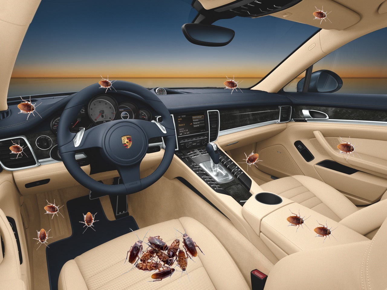 gián trong xe ô tô